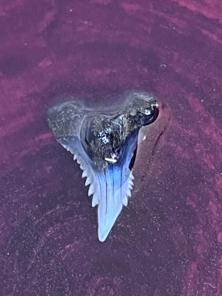 Hemipristis serra (Snaggletooth Shark Tooth)